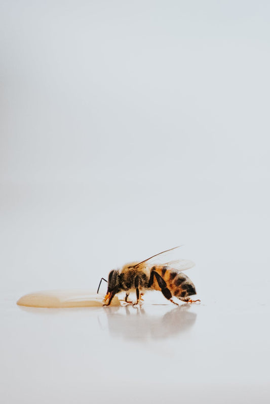 Propolis: The Natural Antibiotic